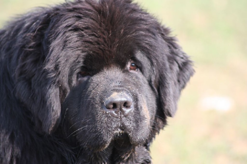 Just newfy du Pas de Mer